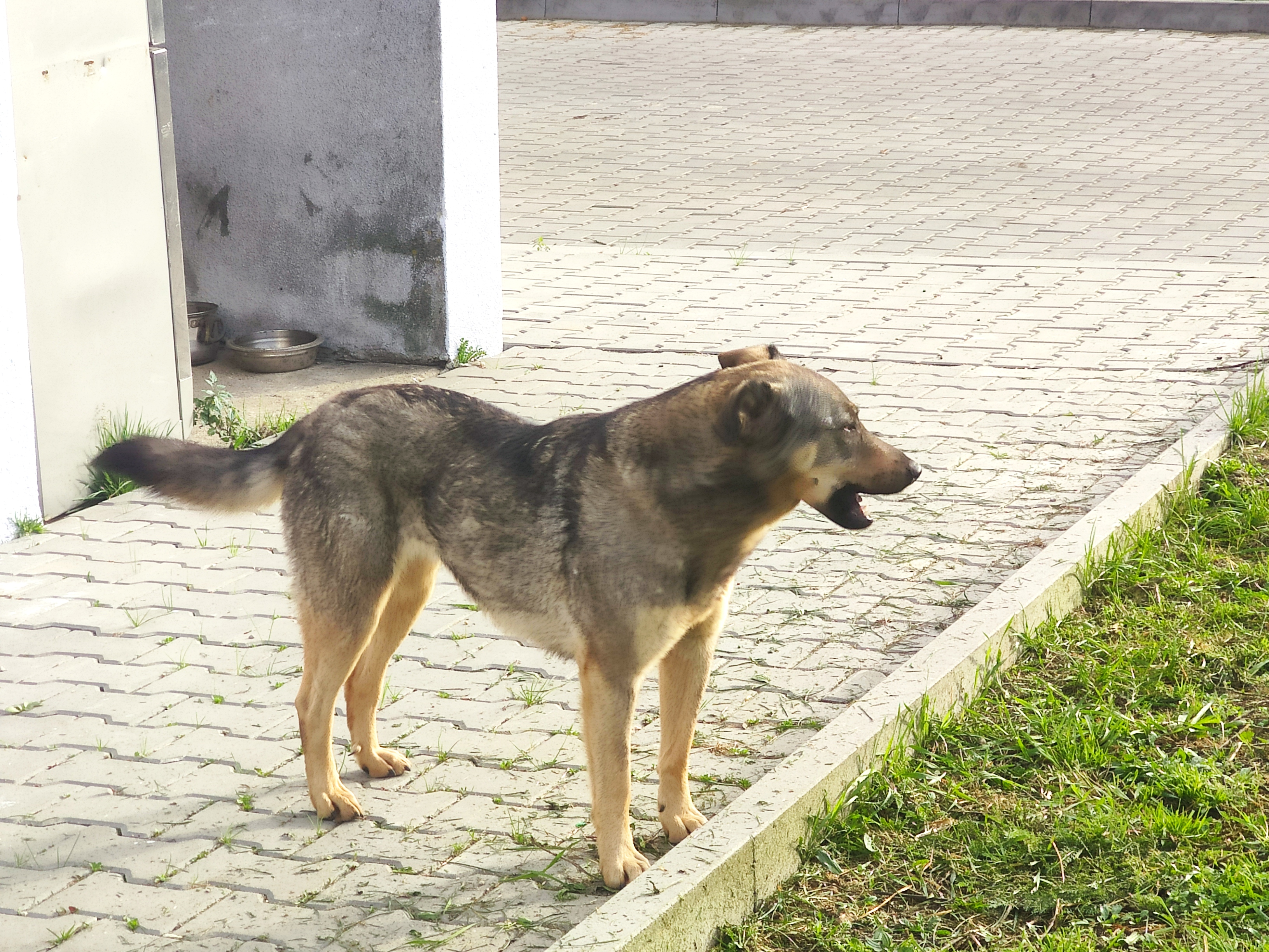 suka